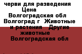 черви для разведения › Цена ­ 4 000 - Волгоградская обл., Волгоград г. Животные и растения » Другие животные   . Волгоградская обл.